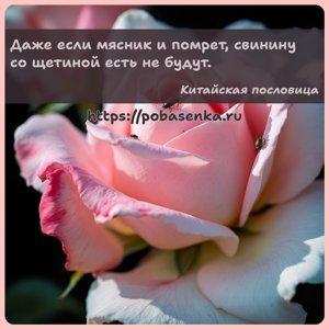 Даже если мясник и помрет, свинину со щетиной есть не будут.