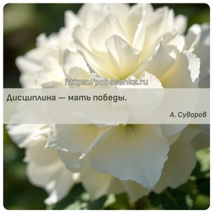 Дисциплина мать победы.