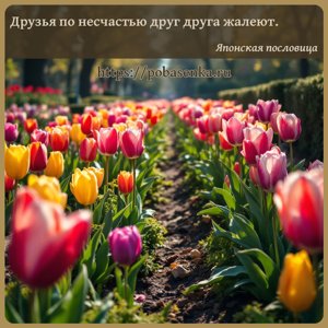 Друзья по несчастью друг друга жалеют.