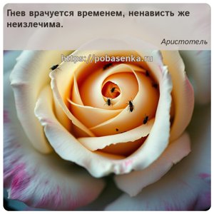 Гнев врачуется временем, ненависть же неизлечима.