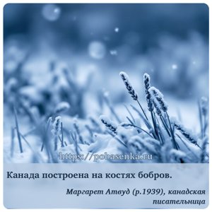 Канада построена на костях бобров.