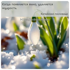 Когда появляется вино, удаляется мудрость.