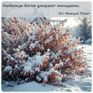 Любимцы богов умирают молодыми.