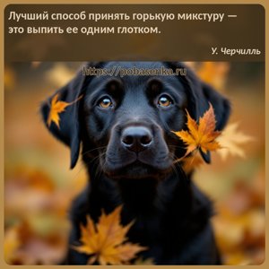 Лучший способ принять горькую микстуру это выпить ее одним глотком.