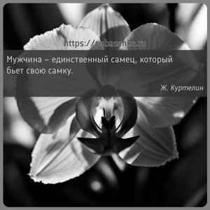 Мужчина единственный самец, который бьет свою самку.