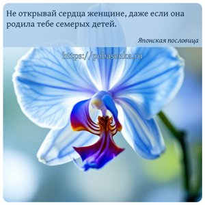 Не открывай сердца женщине, даже если она родила тебе семерых детей.