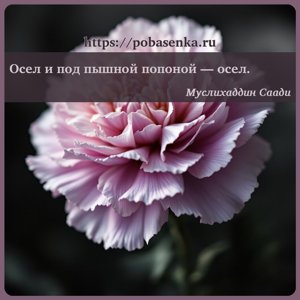Осел и под пышной попоной осел.