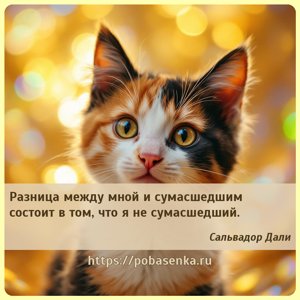 Разница между мной и сумасшедшим состоит в том, что я не сумасшедший.