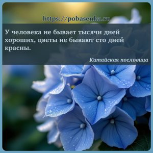 У человека не бывает тысячи дней хороших, цветы не бывают сто дней красны.