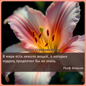 В мире есть немало вещей, о которых мудрец предпочел бы не знать.