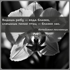 Видишь рыбу вода близко, слышишь пение птиц близко лес.