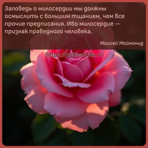 Заповедь о милосердии мы должны осмыслить с большим тщанием, чем все...